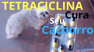 Cinomose como tratar seu cão com tetraciclina [upl. by Hanfurd]