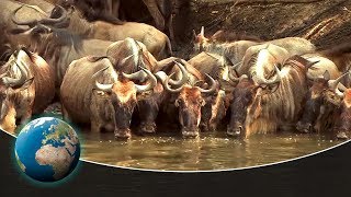 The greatest animal migration on earth  Full Documentary [upl. by Lyris]