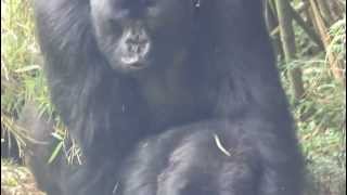 Mountain Gorillas mating Rwanda [upl. by Zoie]