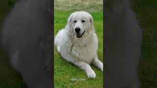 Today learn About quot MAREMMA SHEEPDOG quot Dont miss🌍❤️ Shorts Viral Fyp [upl. by Dare734]