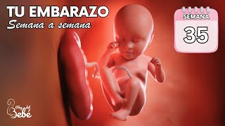 ❤️ Semana 35 de embarazo 🤰 Síntomas consejos y desarrollo del bebé  El embarazo semana a semana [upl. by Alyakim369]