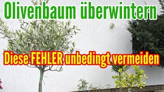 Olivenbaum überwintern  Diese FEHLER unbedingt VERMEIDEN bei der Überwinterung vom Olea europaea [upl. by Denis]