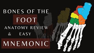 Bones of the Foot with Mnemonic  lower limb Anatomy and Physiology tutorial anatomy shorts [upl. by Ynaiffit]