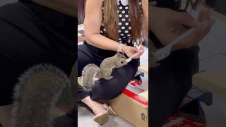 SQUIRREL BONDING IN MY OFFICE squirrels lovesquirrels wildsquirrels floridasquirrels [upl. by Konstantine]