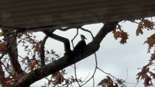 Pileated Woodpecker Sighting [upl. by Philipson352]