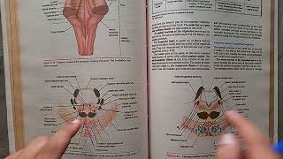 Guidelines BraintstemNeuroanatomy midbrainponsmedulla oblongata proff preparation neuroanatomy [upl. by Zaob]