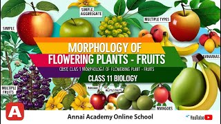 Mastering Fruits Unlocking the Morphology of Flowering Plants in Class 11 [upl. by Rowland]