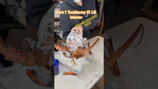 Taxidermy 11 LB Lobster Part 1￼ taxidermy fishart lobster sustainability scubadiving diving [upl. by Higginbotham]