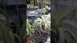 Tillandsia Streptophylla and Xerographica before amp after soak are there any different tillandsia [upl. by Aneda871]