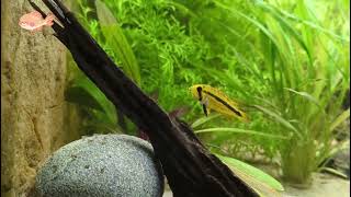 Apistogramma Trifasciata female and baby [upl. by Yager766]