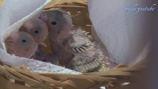 Hand Rearing Of Baby Parrots [upl. by Crissie]