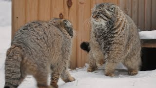 Pallass cats are fighting over territory after breeding season [upl. by Clute945]