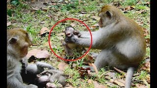 So pity baby Big monkey strangled baby monkey very strongWild Monkey [upl. by Wilburn]