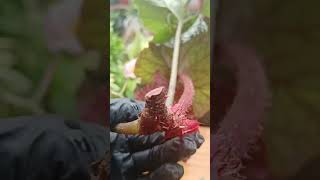 Begonia Stem Cuttings Propagation in soil planti plantpropagation [upl. by Ferretti]