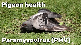 Pigeon Paramyxovirus PMV1  Pigeon Health Episode 2 [upl. by Monjo]