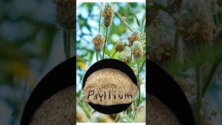 Psyllium Husk A Natural Laxative and Fiber Supplement for Improved Digestive Health [upl. by Latsryk]