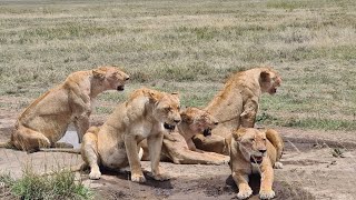 The best lionesses was in Serengeti national Park [upl. by Cora]