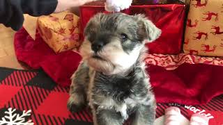 🐶 Coco the Mini Schnauzer has started talking with her cute little voice [upl. by Lunseth]