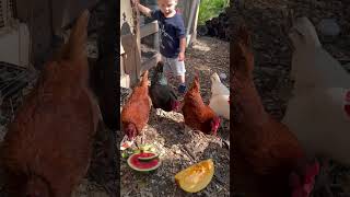 Chicken experiment Watermelon or pumpkin chickens watermelon pumpkin littlekids [upl. by Ramedlab]