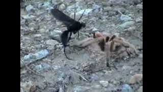 tarantula hawk vs tarantula [upl. by Amery]