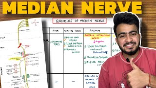 Median Nerve Anatomy  Course and Branches  Upper Limb Anatomy [upl. by Pul772]