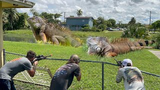 Day 8  Hunting for Ackee Eating Iguanas Florida Residents Stand up to invasive Lizard Take Over [upl. by Otrevire]