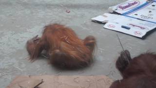 OrangUtanBaby Dalai [upl. by Ecar]