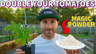 This Magic White Powder Will DOUBLE Your Tomato Harvest [upl. by Karyn590]