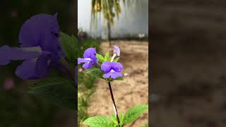 torenia garden kerala keralagarden gardenflix [upl. by Hose]