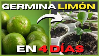 Como GERMINAR semillas de LIMÓN RAPIDO 🍋 PASO A PASO [upl. by Notterb]