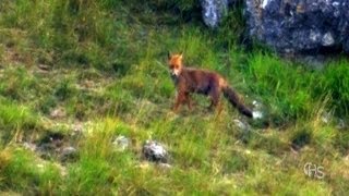 Renards du Causse Méjean [upl. by Jaquiss]