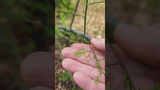 Asparagus Seed Beginning to Form [upl. by Kass]