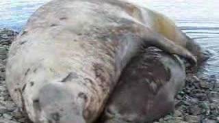 Elephant seals fighting mating and cute pups playing [upl. by Wertz]