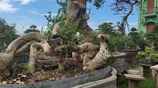 Bonsai TV Một dàn siêu phôi duối quái [upl. by Morie169]