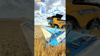 WHEAT HARVEST STRIPPING WHEAT THATS DIFFERENT farmingvideos [upl. by Yeliab]