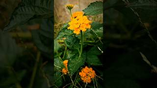 Lantana KuningYellow Lantana Flower [upl. by Fulmer969]