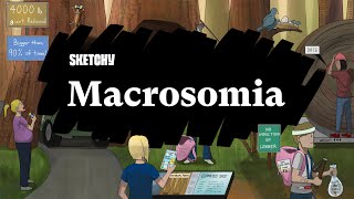 Macrosomia Overview Part 1  Sketchy Medical [upl. by Wichern]