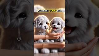 FUEGOS ARTIFICIALES 😭😭 mascotas perro gatos historias [upl. by Esilram443]