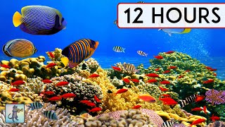 BEAUTIFUL CORAL REEF AQUARIUM COLLECTION • 12 HOURS • BEST RELAX MUSIC • SLEEP MUSIC • 1080p HD [upl. by Aihsiyt]