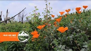 More wildflowers  LA River  Sepulveda Basin Wildlife Reserve Van Nuys CA [upl. by Sadirah]