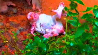 Pooorest life baby monkey tries so scared when mother mistreats p itiful [upl. by Anurb]