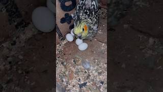 Mini Blogs with birds 🦜birds deworming and vitamins birds shortsfeedminivlogleasleasbird [upl. by Catto]