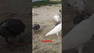 Landu buchi song kabutar pigeon [upl. by Lecram]