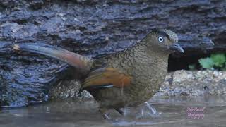 Blue winged Laughingthrush [upl. by Naujaj77]