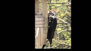 Pileated Woodpecker May 2024 [upl. by Annodam789]