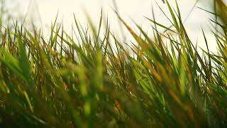 Relaxing Farm Nature Ambience Meditation GRASSY MEADOWS Healing Sounds [upl. by Gowrie638]