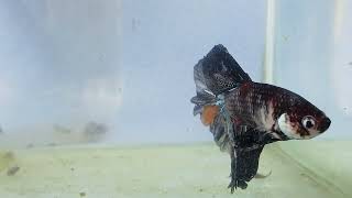 black half moon betta fish bettafish [upl. by Athenian226]