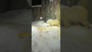 滑るホッキョクグマ 雪あかりの動物園  Polar Bear in Asahiyama Zoo [upl. by Lull]