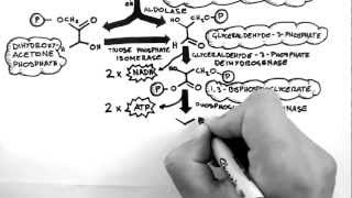 Cellular Respiration 2  Glycolysis [upl. by Leonardi]