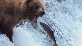 Grizzly Bears Catching Salmon  Natures Great Events  BBC Earth [upl. by Ennovy781]